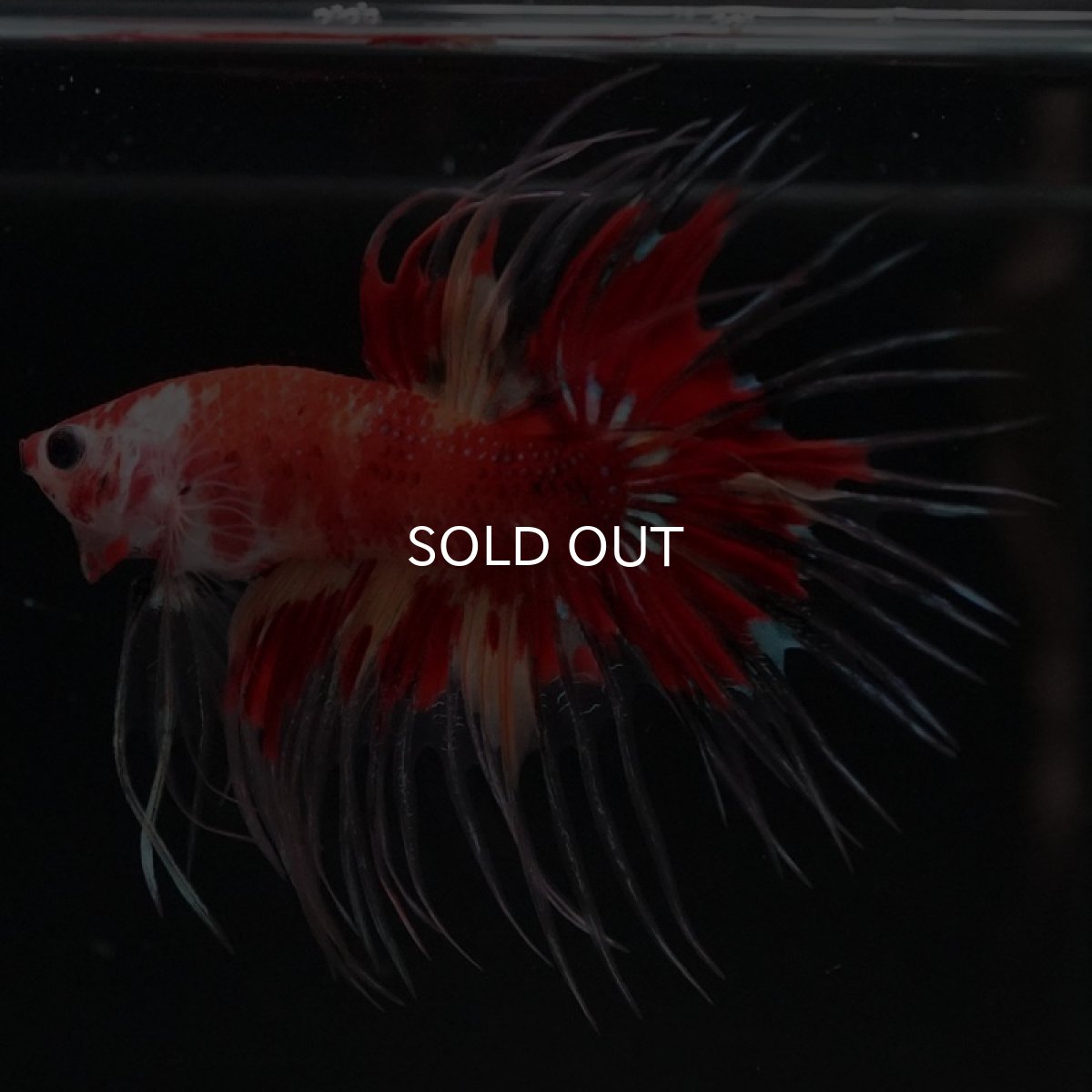 画像7: CT キャンディ (7)