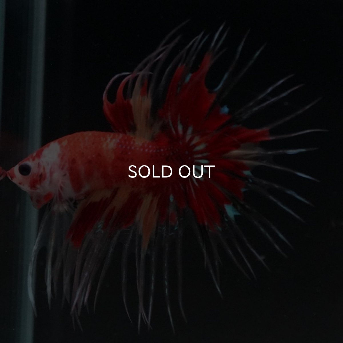 画像6: CT キャンディ (6)