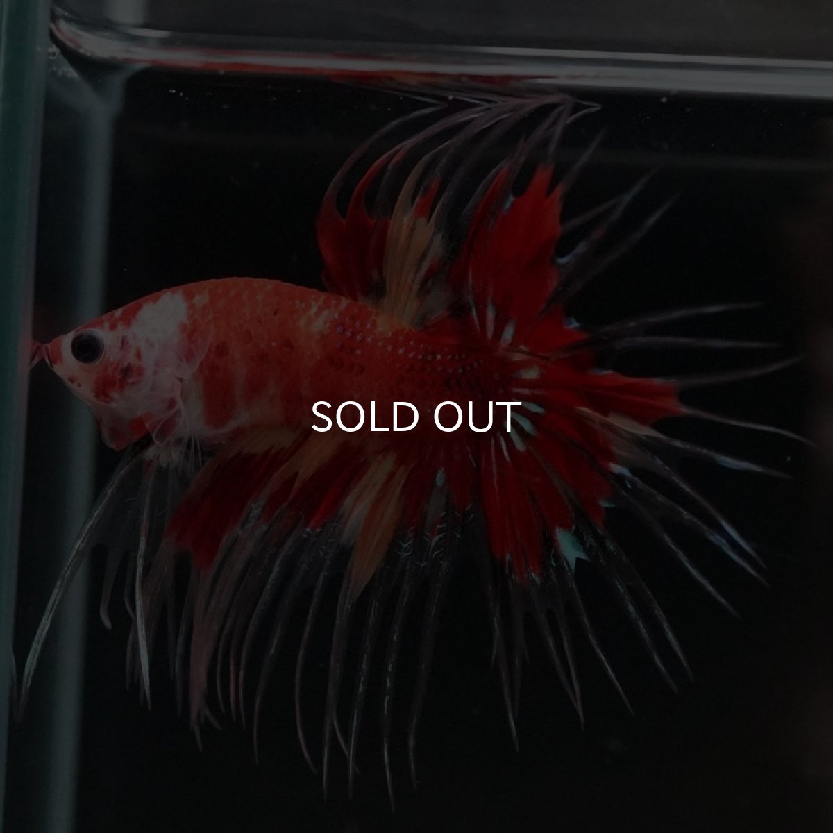 画像5: CT キャンディ (5)