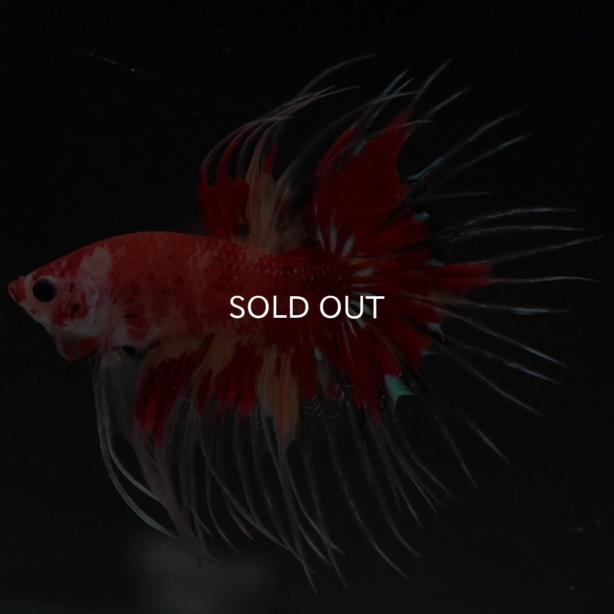 画像3: CT キャンディ (3)