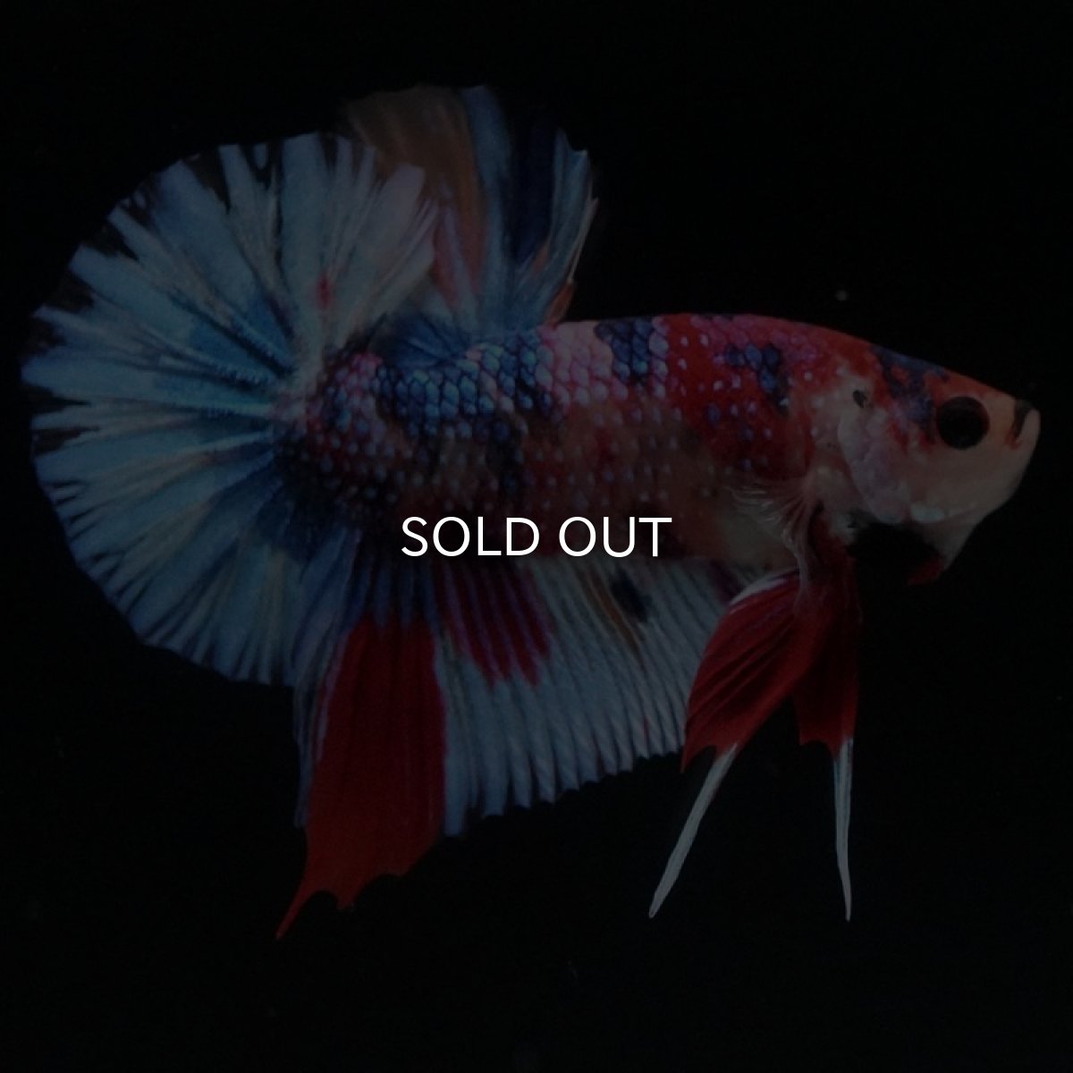 画像2: HMPK　キャンディギャラクシー (2)