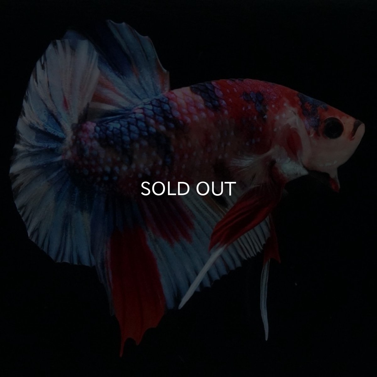 画像8: HMPK　キャンディギャラクシー (8)