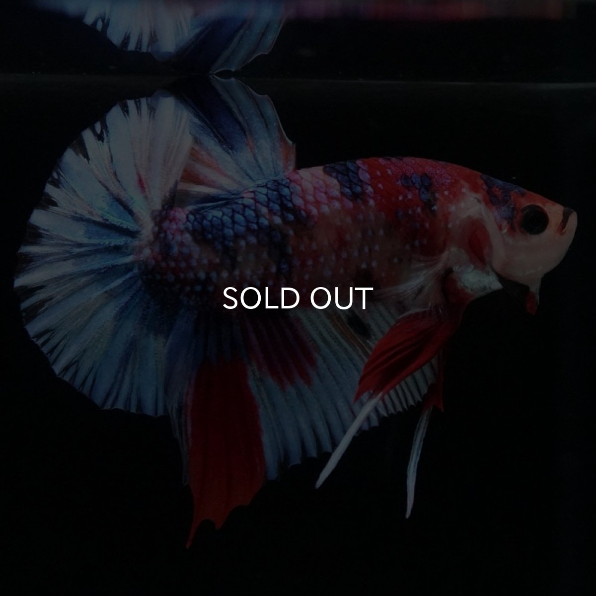 画像7: HMPK　キャンディギャラクシー (7)