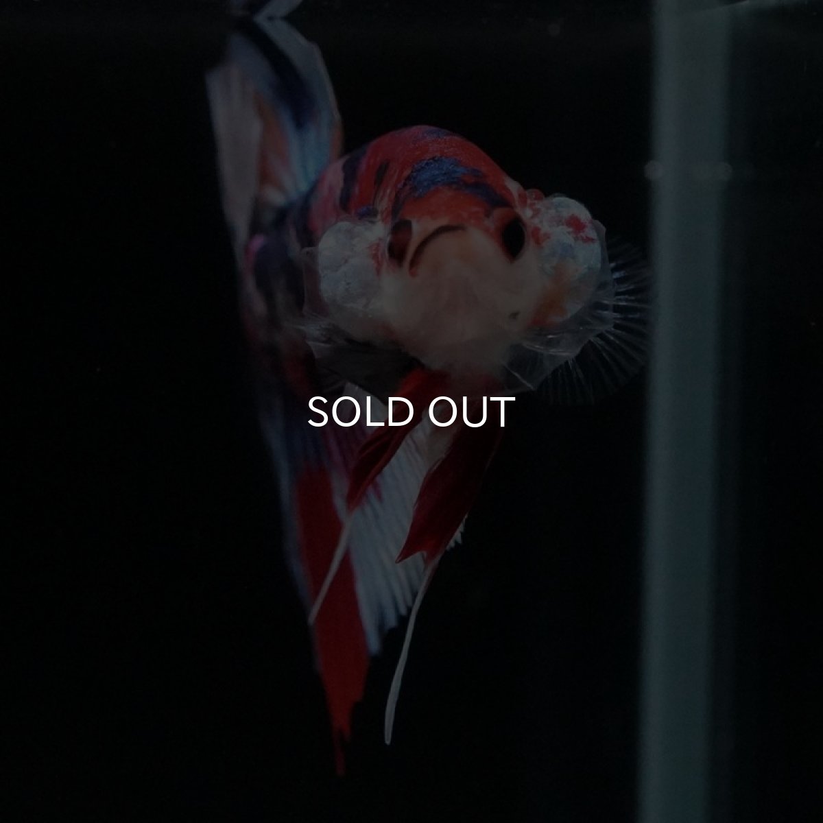 画像6: HMPK　キャンディギャラクシー (6)