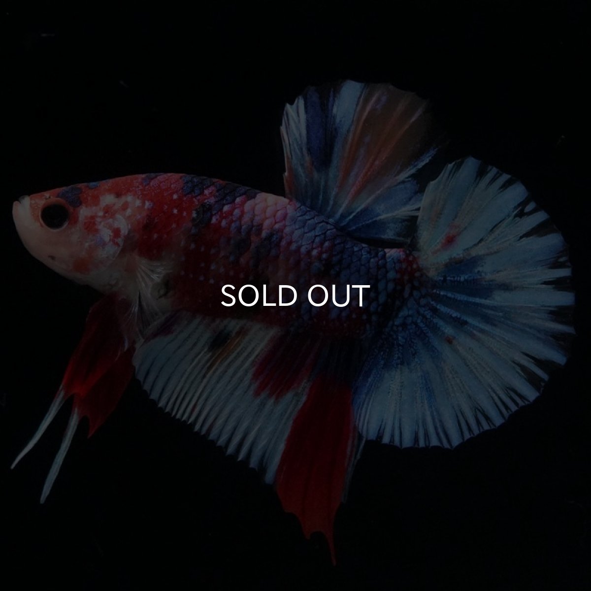 画像5: HMPK　キャンディギャラクシー (5)