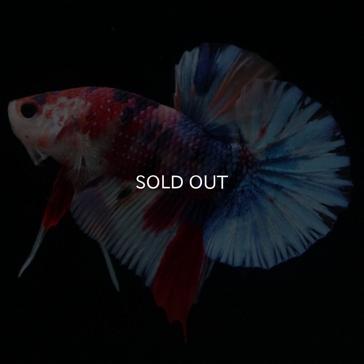 画像3: HMPK　キャンディギャラクシー (3)