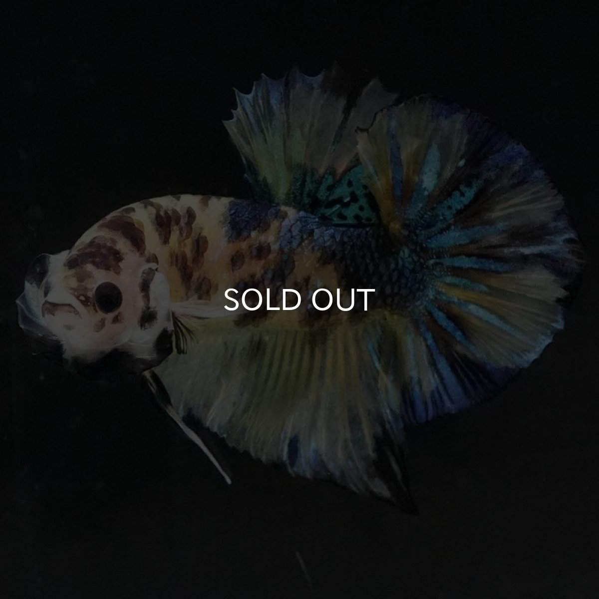 画像6: HMPK イエロータイガーギャラクシー (6)