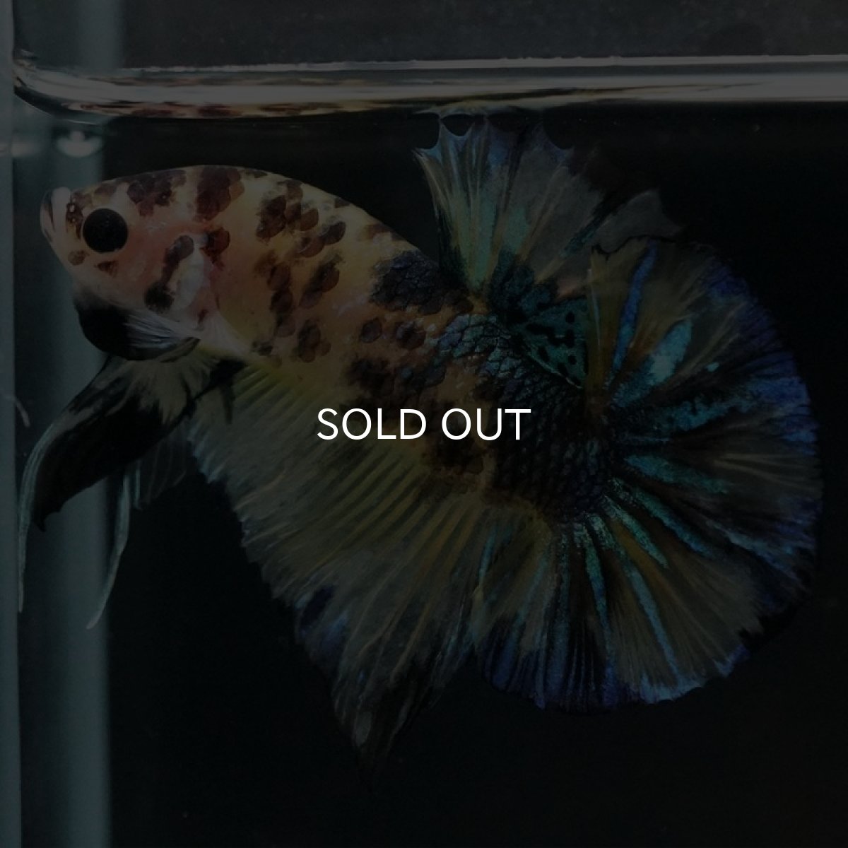 画像12: HMPK イエロータイガーギャラクシー (12)