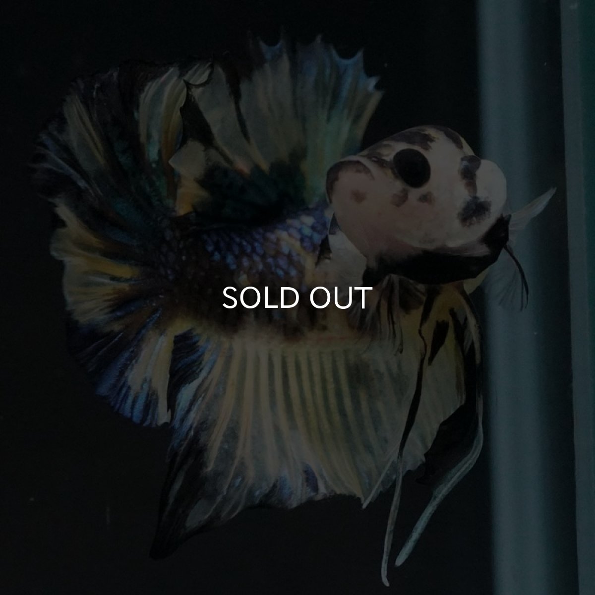 画像10: HMPK イエロータイガーギャラクシー (10)