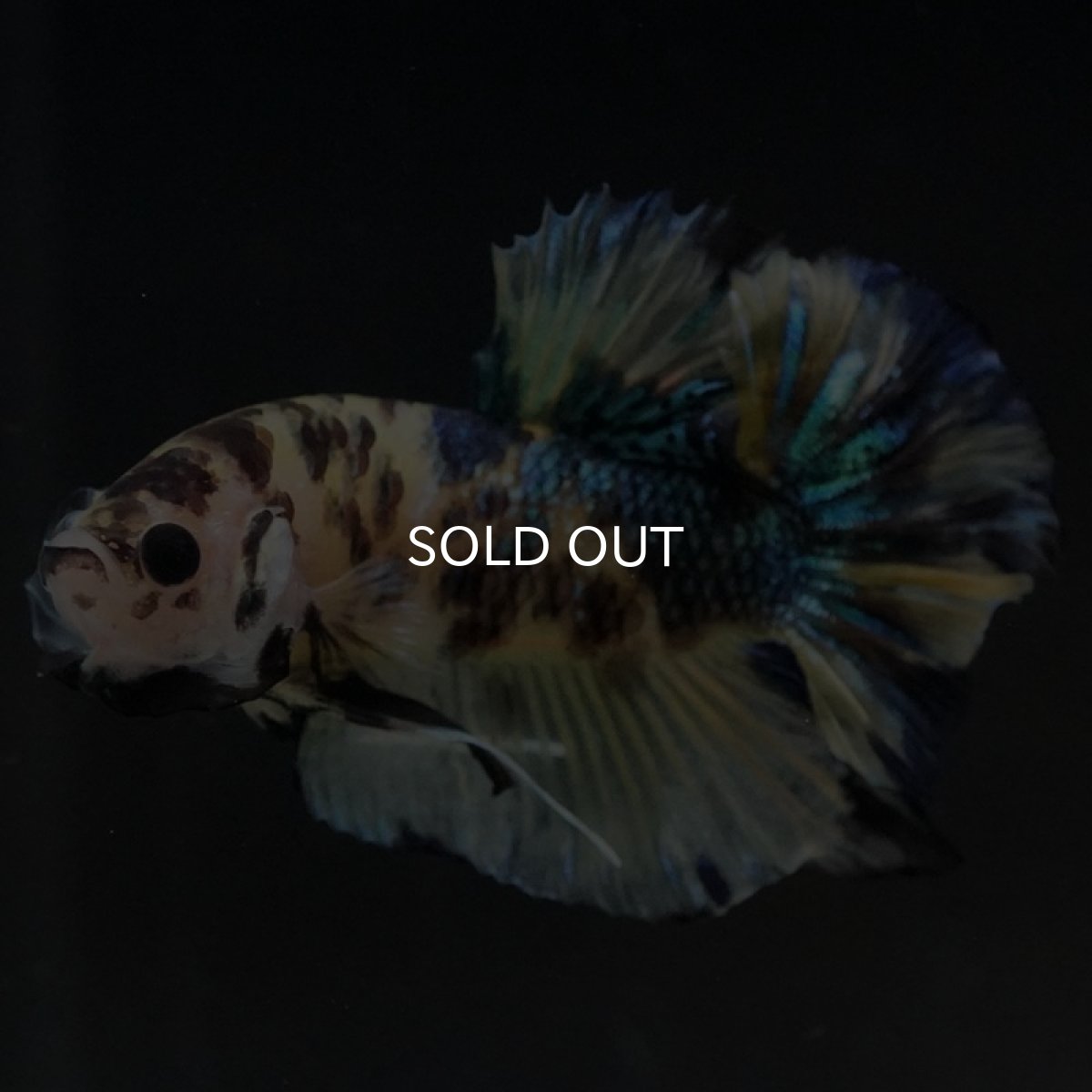 画像8: HMPK イエロータイガーギャラクシー (8)