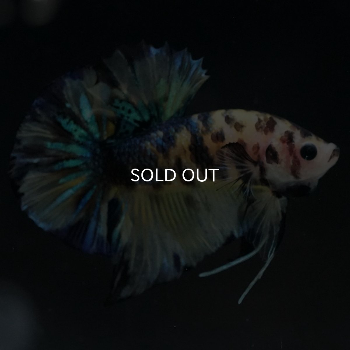 画像13: HMPK イエロータイガーギャラクシー (13)