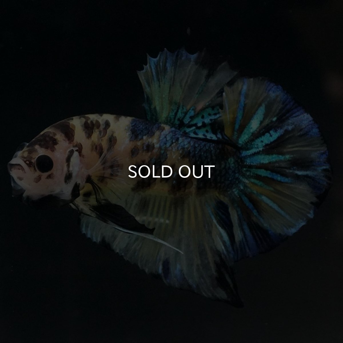 画像2: HMPK イエロータイガーギャラクシー (2)