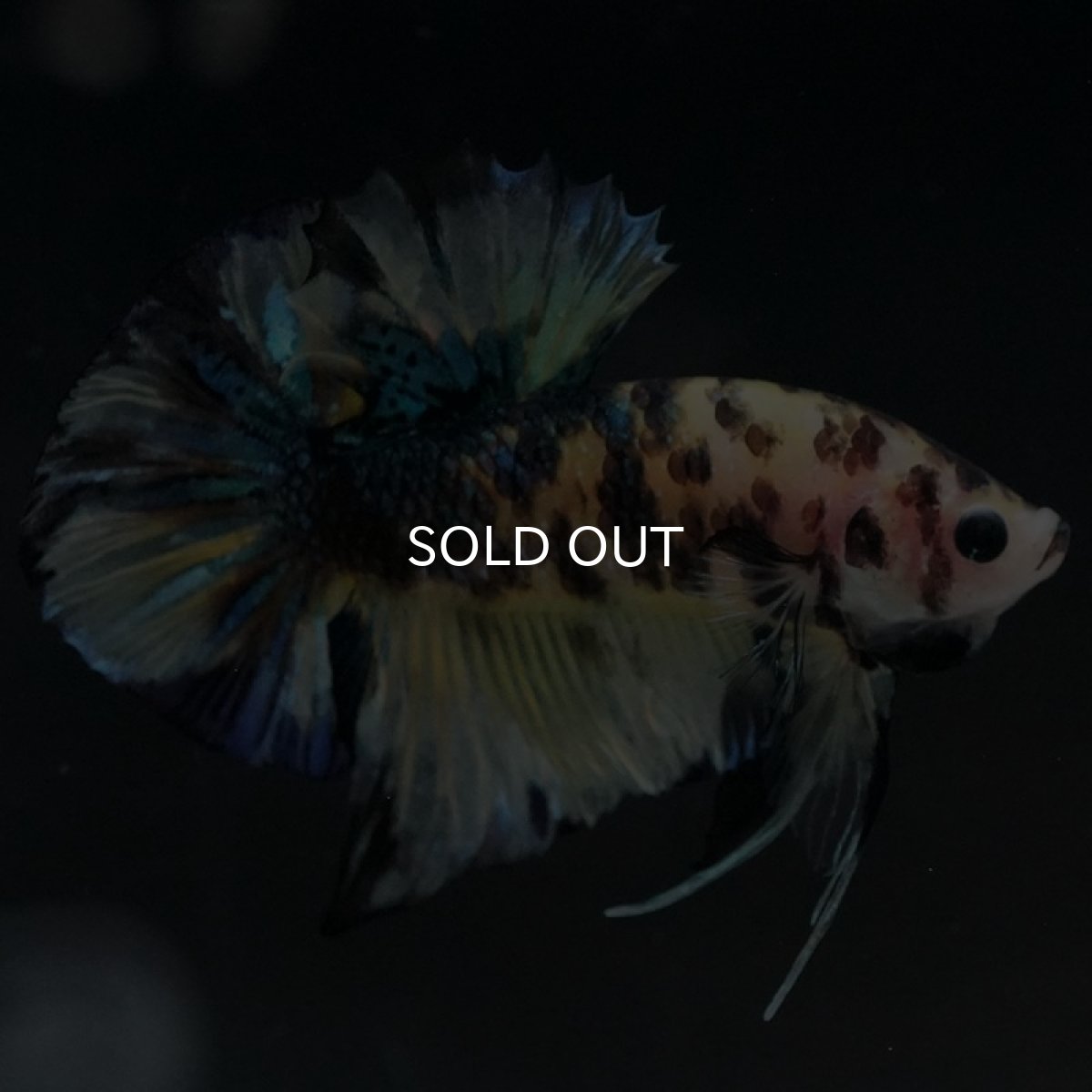 画像11: HMPK イエロータイガーギャラクシー (11)