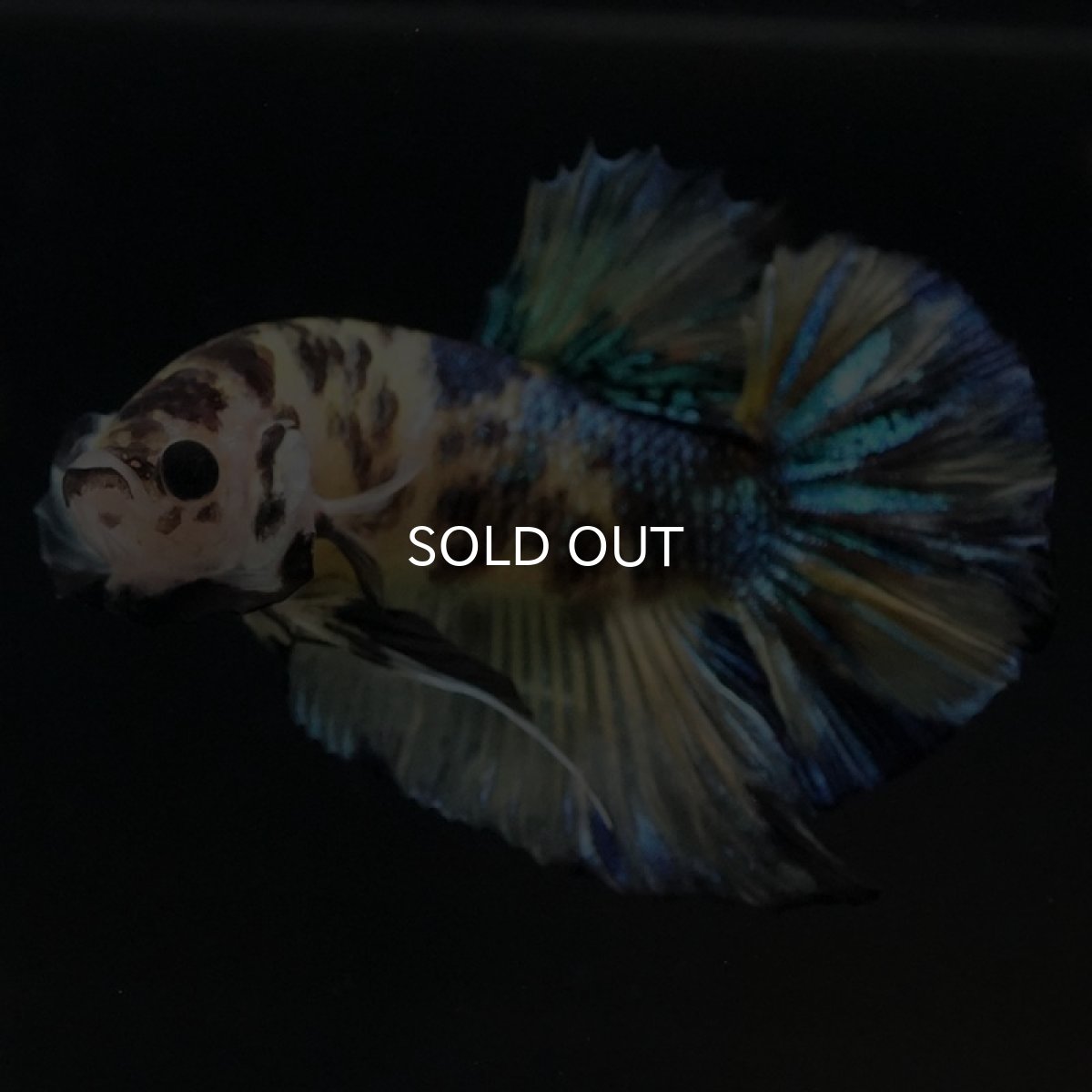 画像4: HMPK イエロータイガーギャラクシー (4)