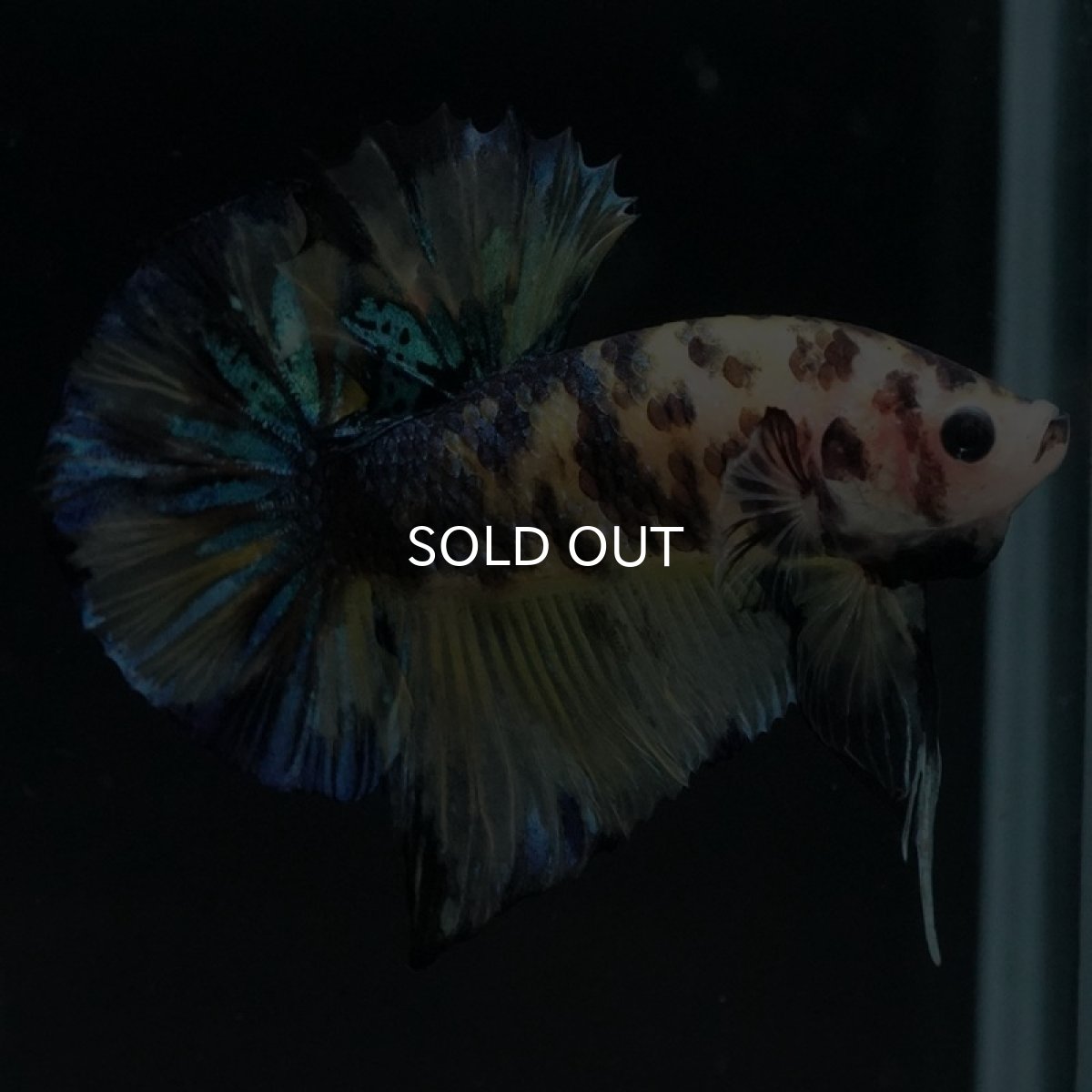 画像9: HMPK イエロータイガーギャラクシー (9)