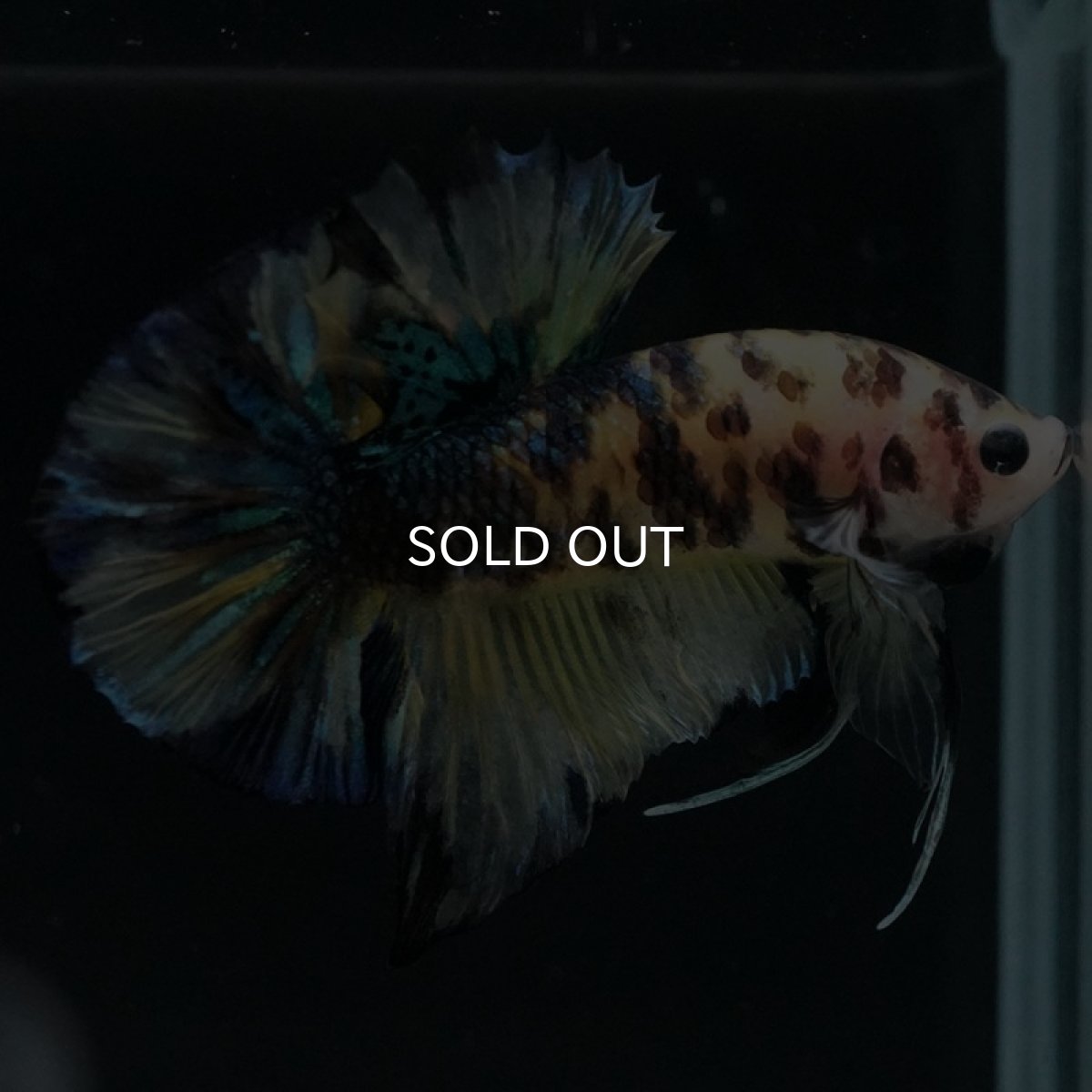 画像7: HMPK イエロータイガーギャラクシー (7)