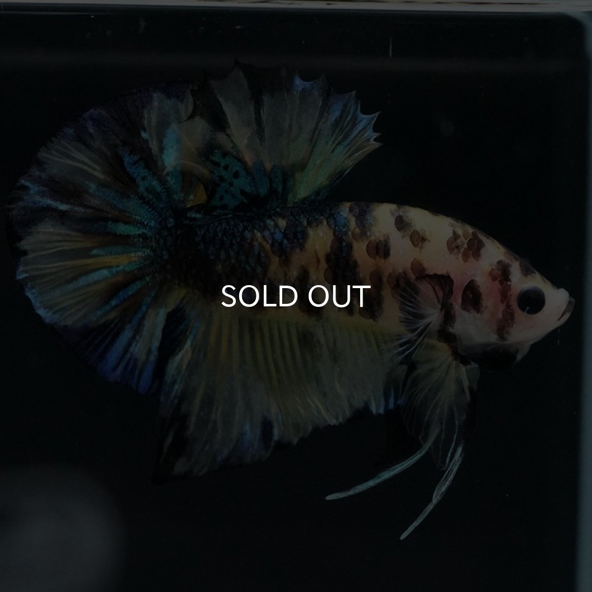 画像5: HMPK イエロータイガーギャラクシー (5)