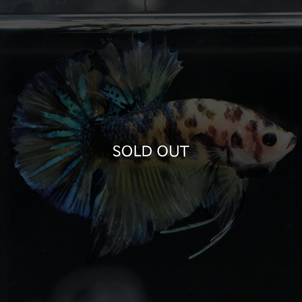 画像3: HMPK イエロータイガーギャラクシー (3)