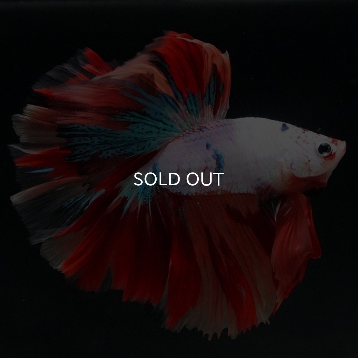 画像3: HM キャンディレインボー (3)