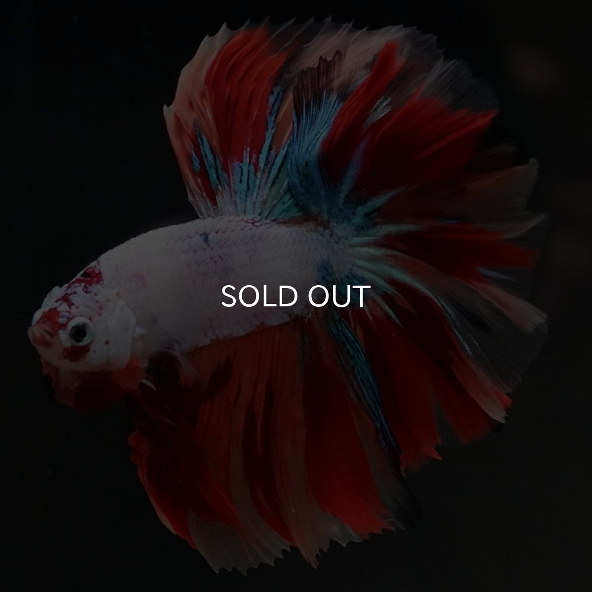 画像11: HM キャンディレインボー (11)