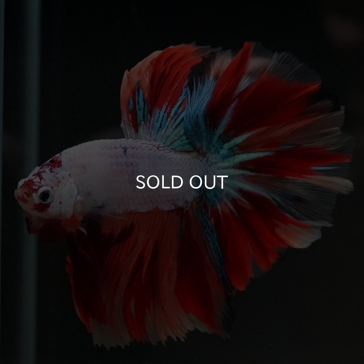 画像10: HM キャンディレインボー (10)