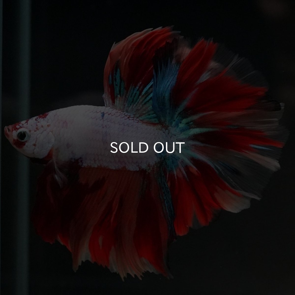 画像9: HM キャンディレインボー (9)