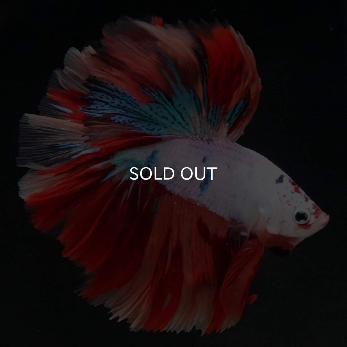 画像5: HM キャンディレインボー (5)