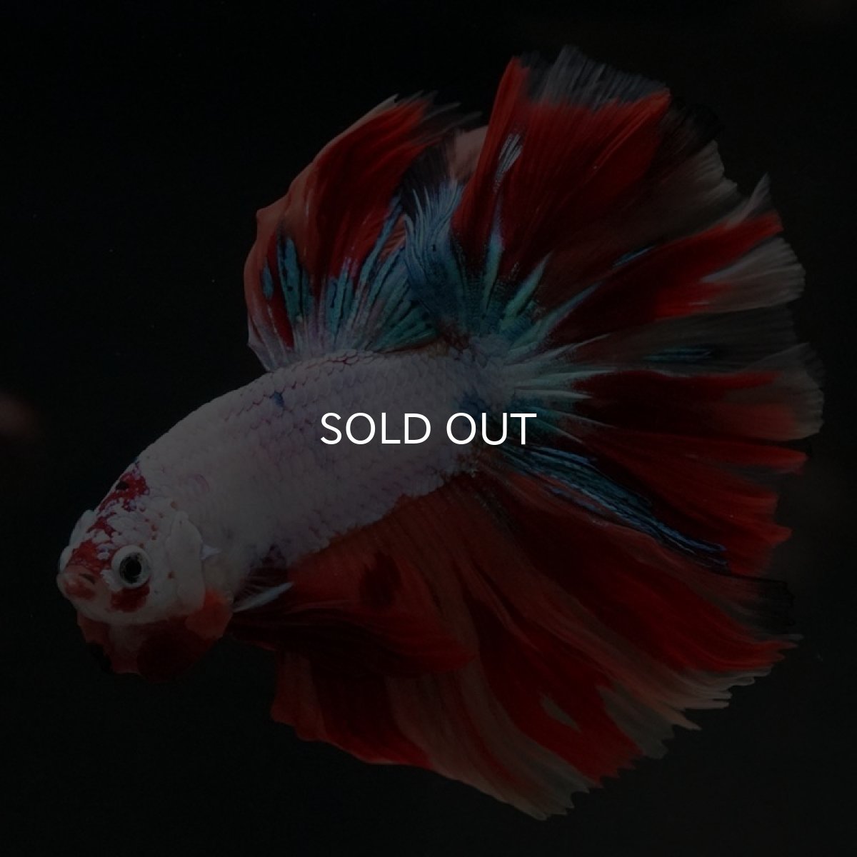 画像8: HM キャンディレインボー (8)