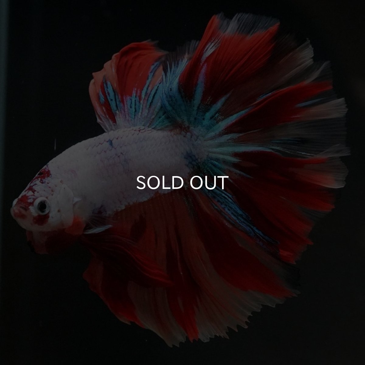 画像2: HM キャンディレインボー (2)