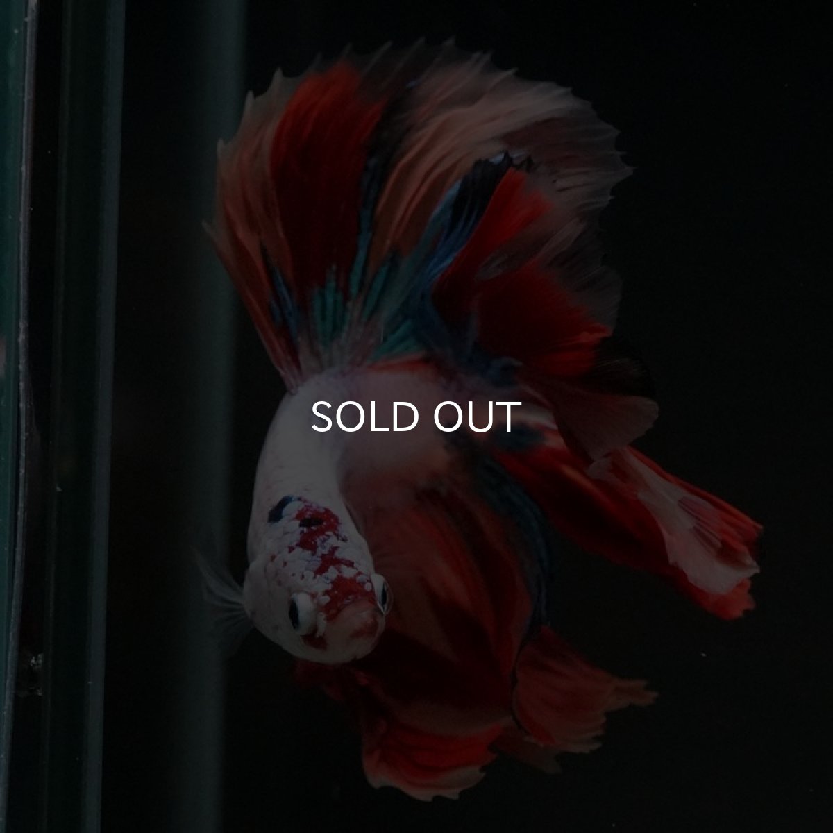 画像7: HM キャンディレインボー (7)