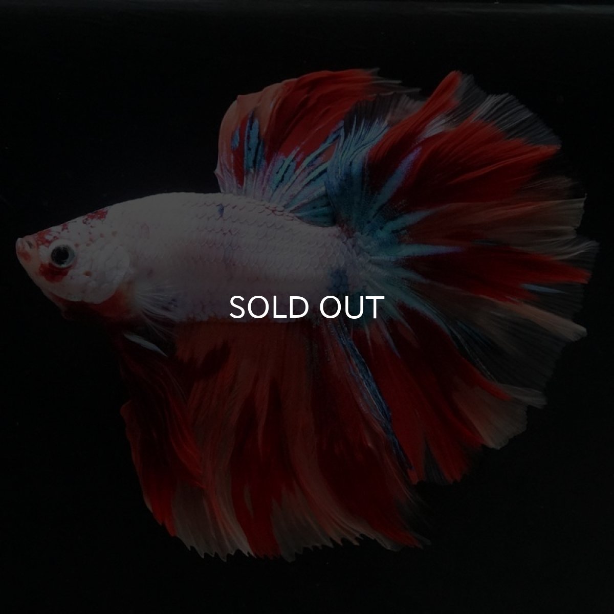 画像6: HM キャンディレインボー (6)