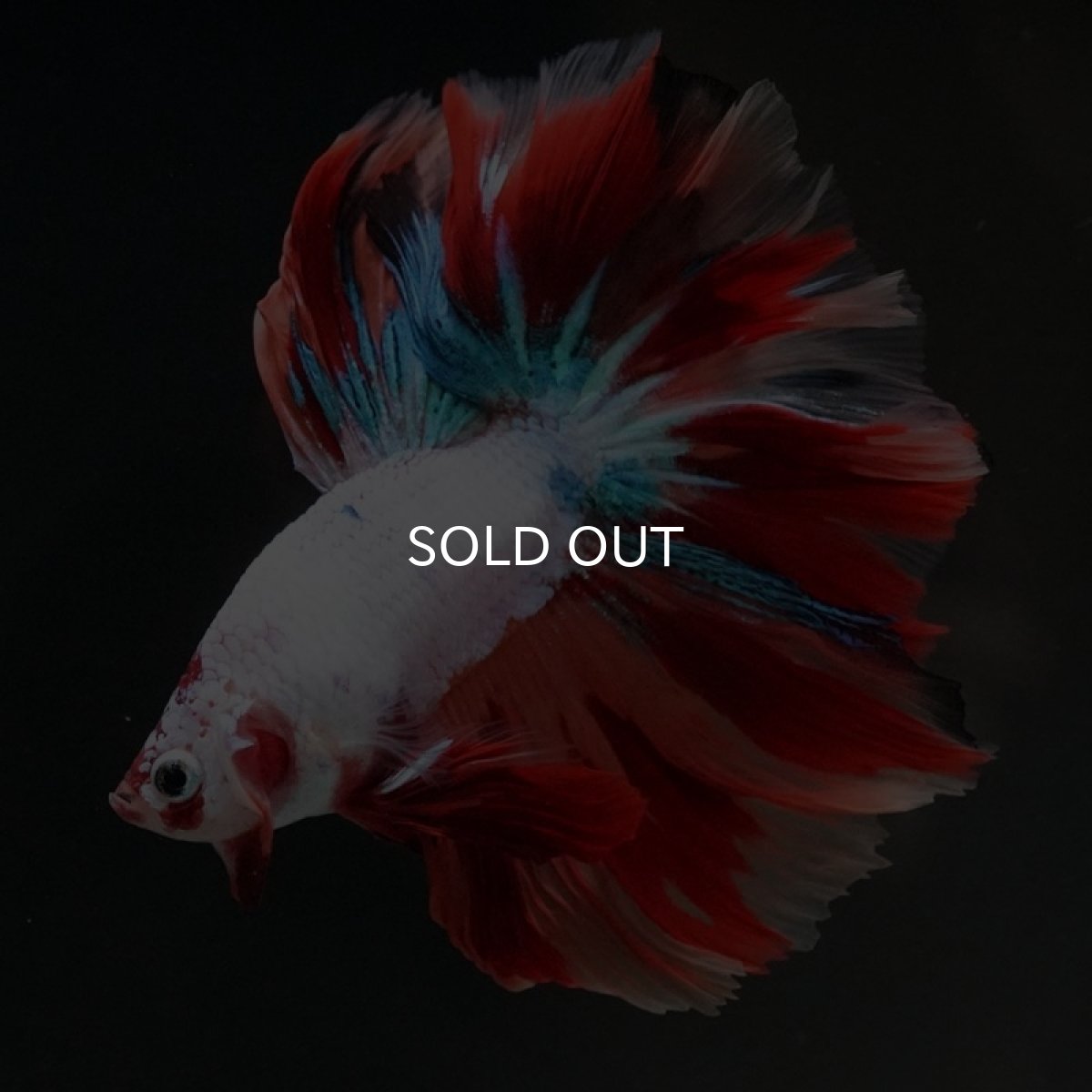 画像4: HM キャンディレインボー (4)