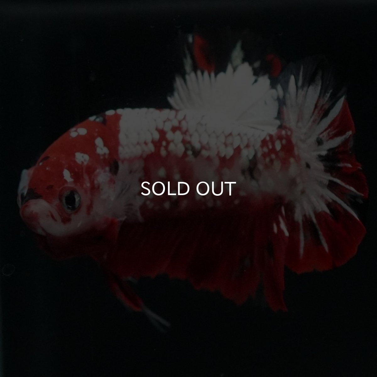 画像8: HMPK　鯉ギャラクシー (8)