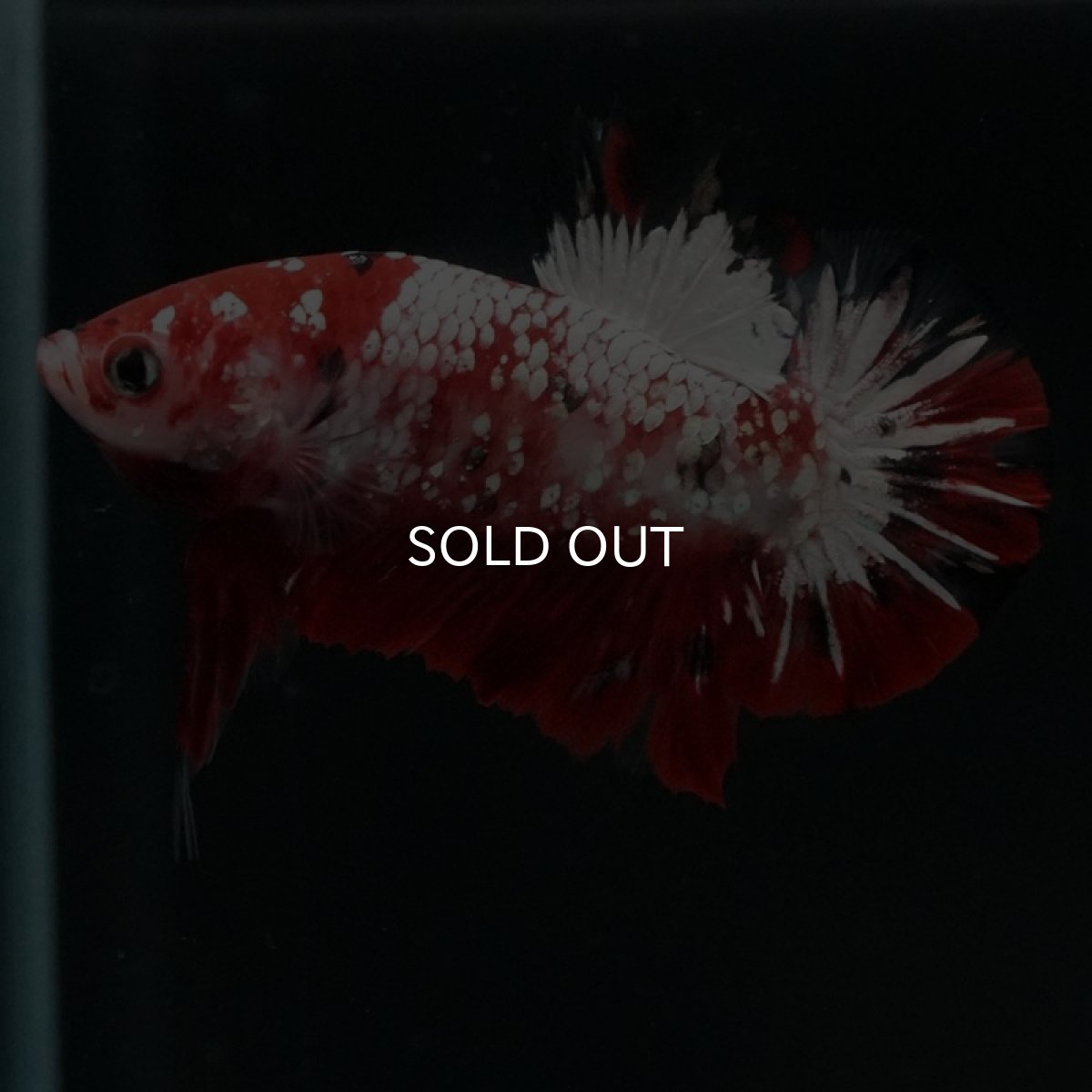 画像7: HMPK　鯉ギャラクシー (7)