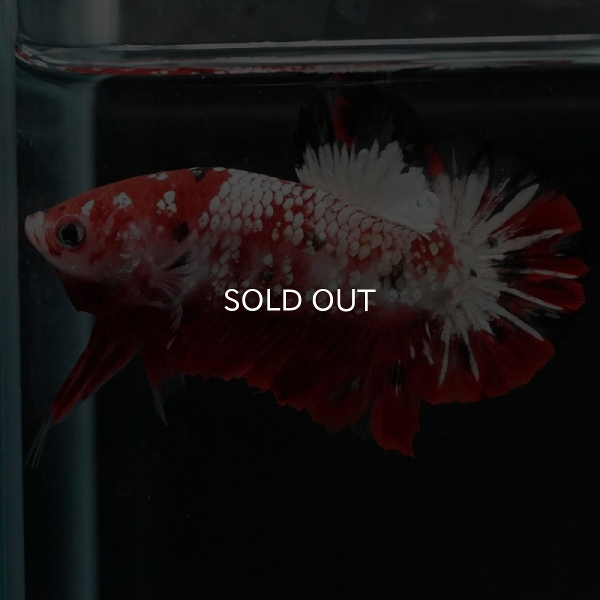 画像6: HMPK　鯉ギャラクシー (6)