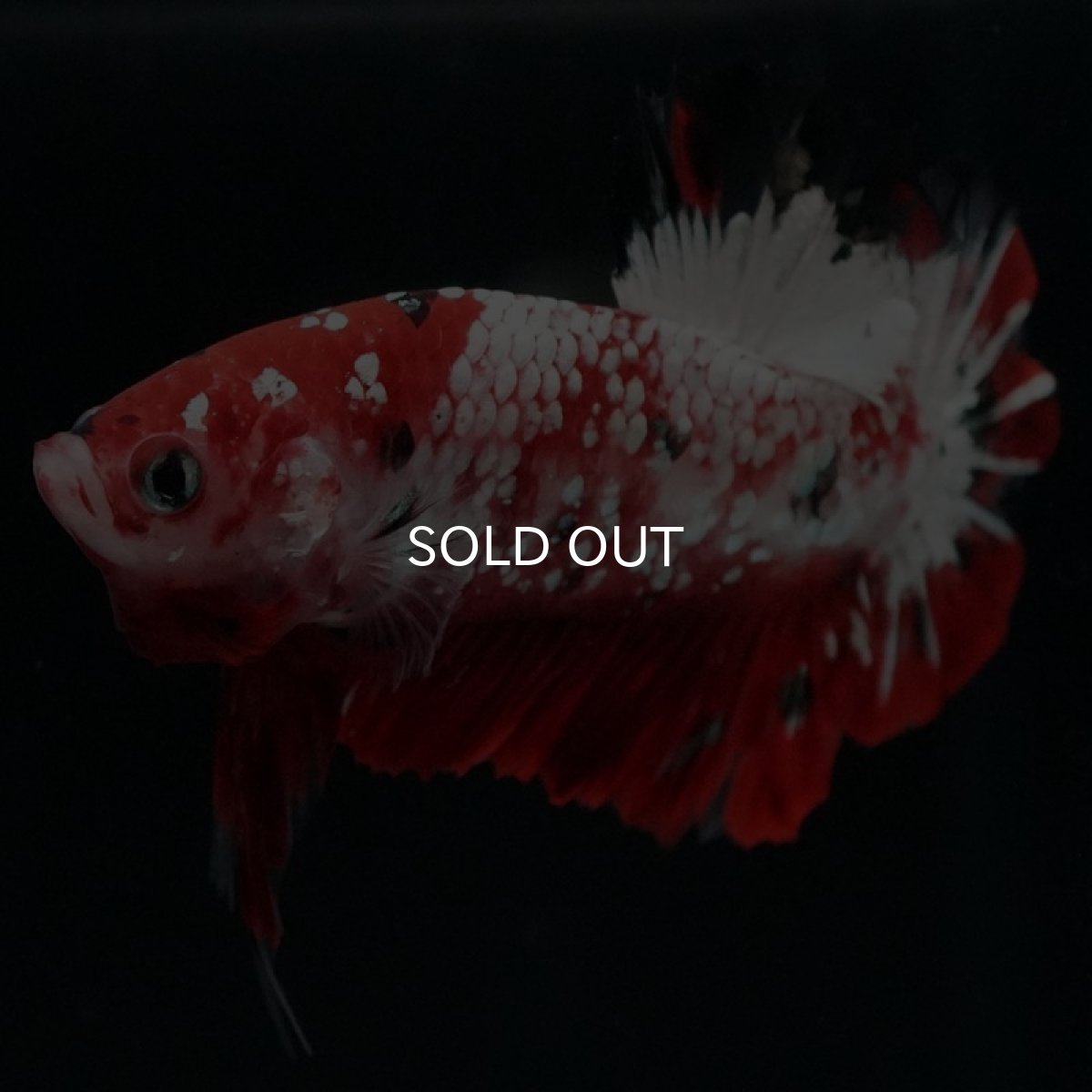 画像3: HMPK　鯉ギャラクシー (3)