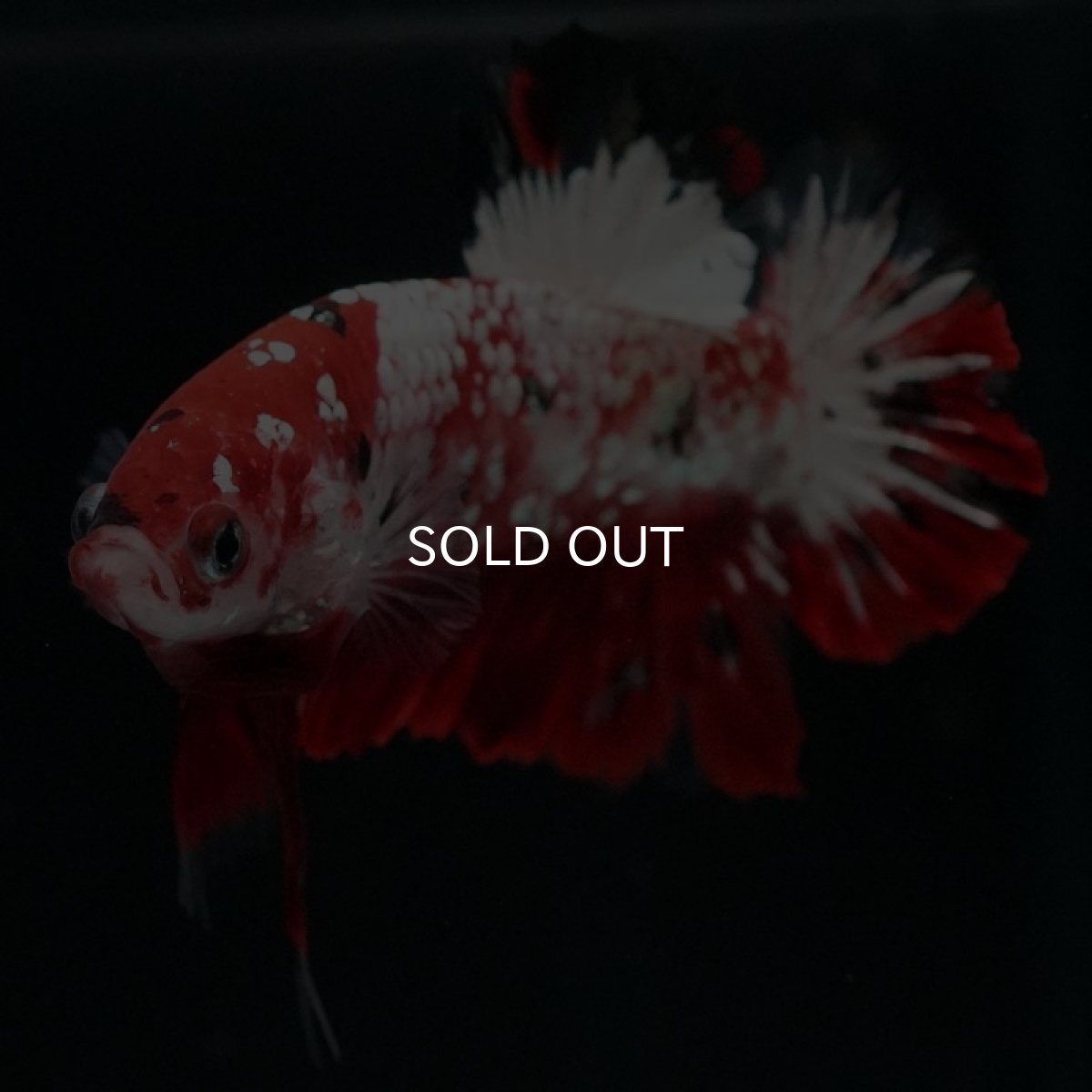 画像5: HMPK　鯉ギャラクシー (5)