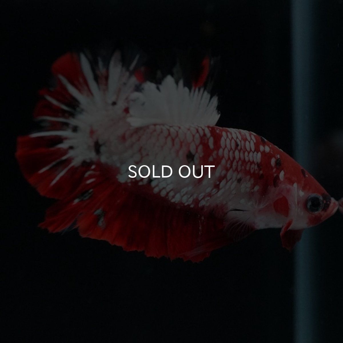 画像2: HMPK　鯉ギャラクシー (2)