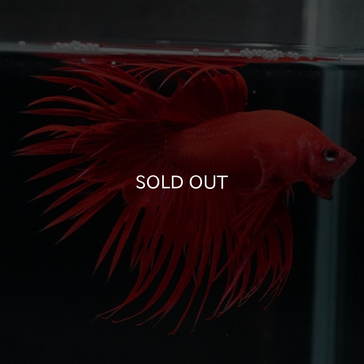 画像4: CT ソリッドレッド (4)