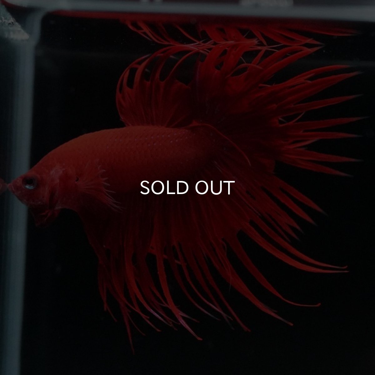 画像5: CT ソリッドレッド (5)