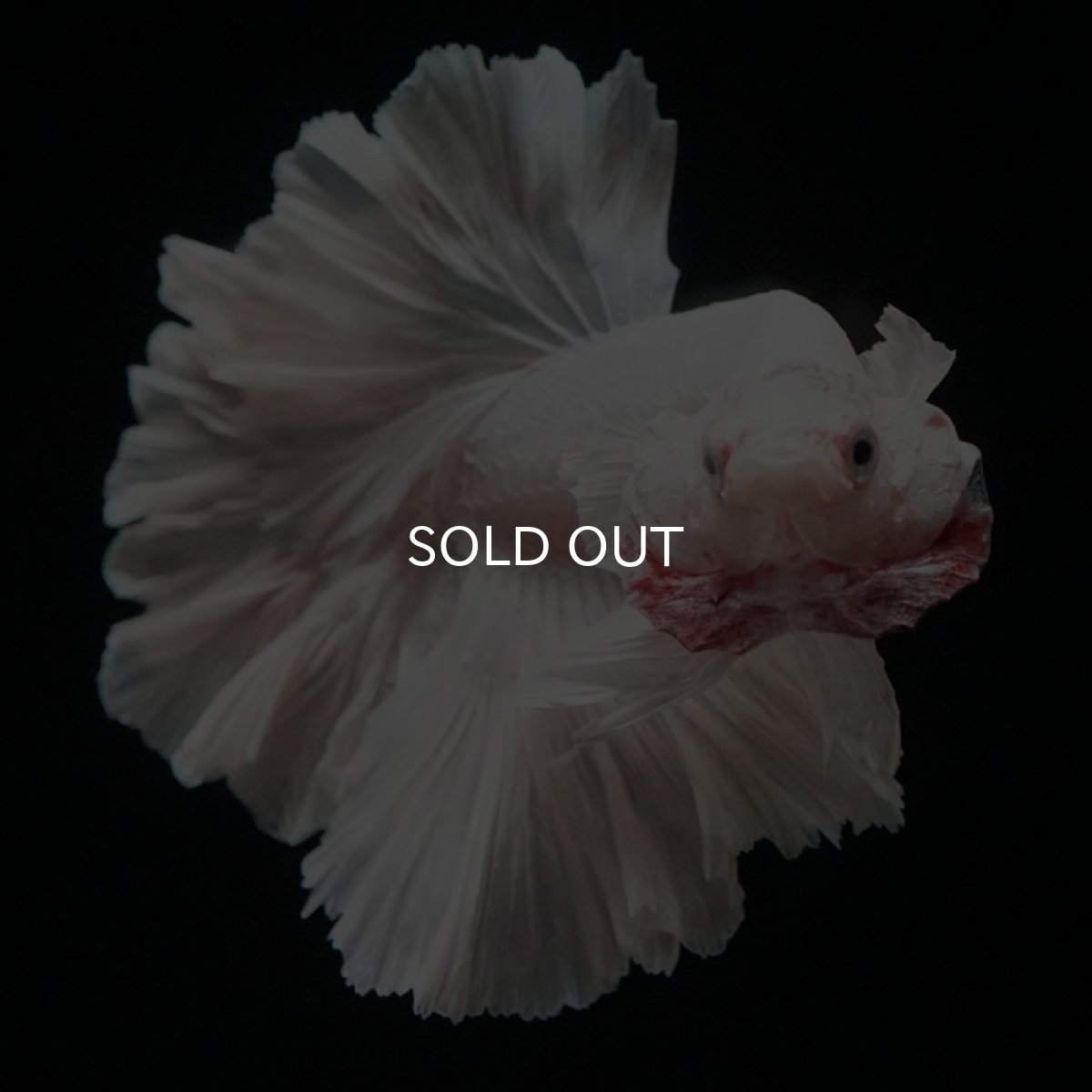 画像5: HM ホワイト ローズテール (5)