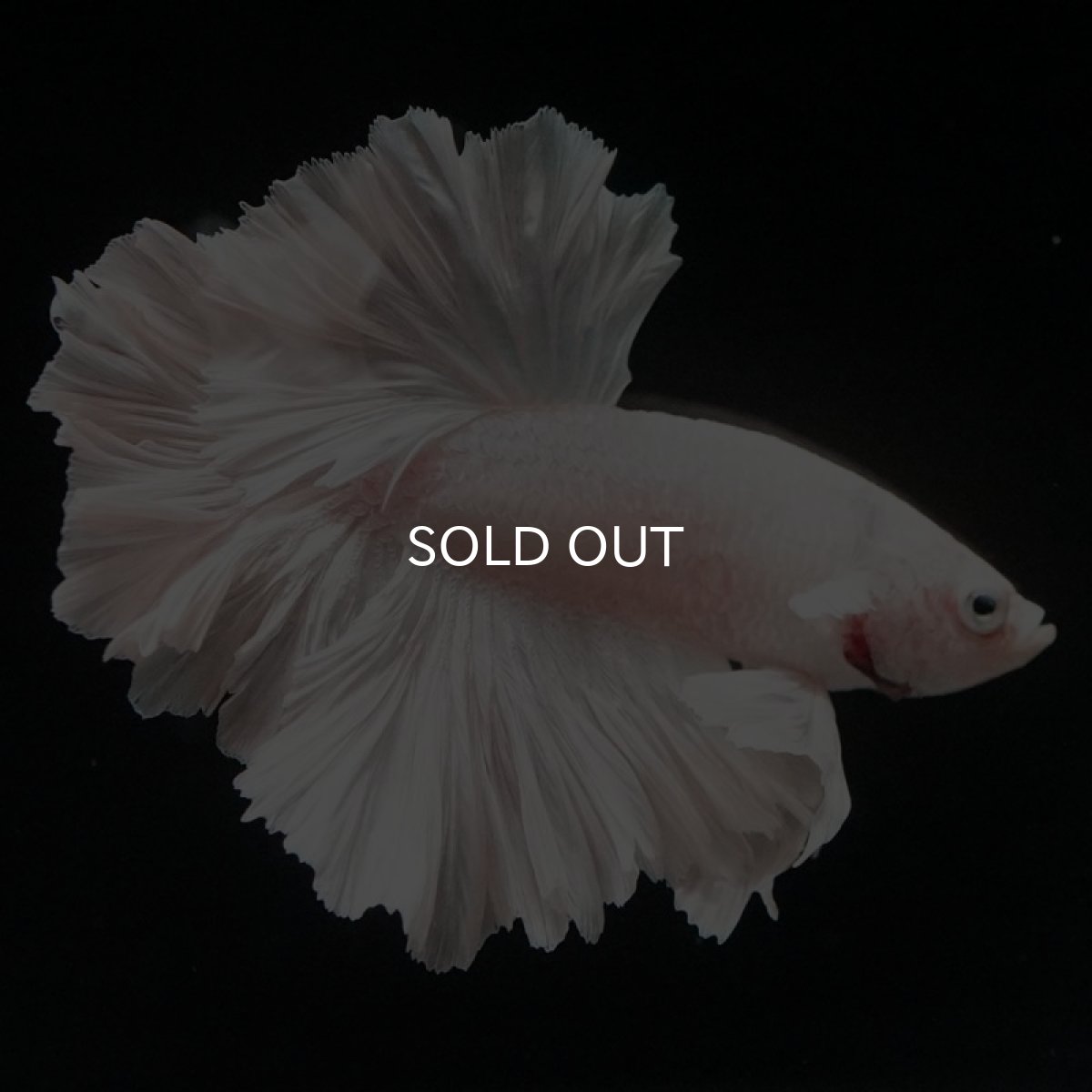 画像10: HM ホワイト ローズテール (10)