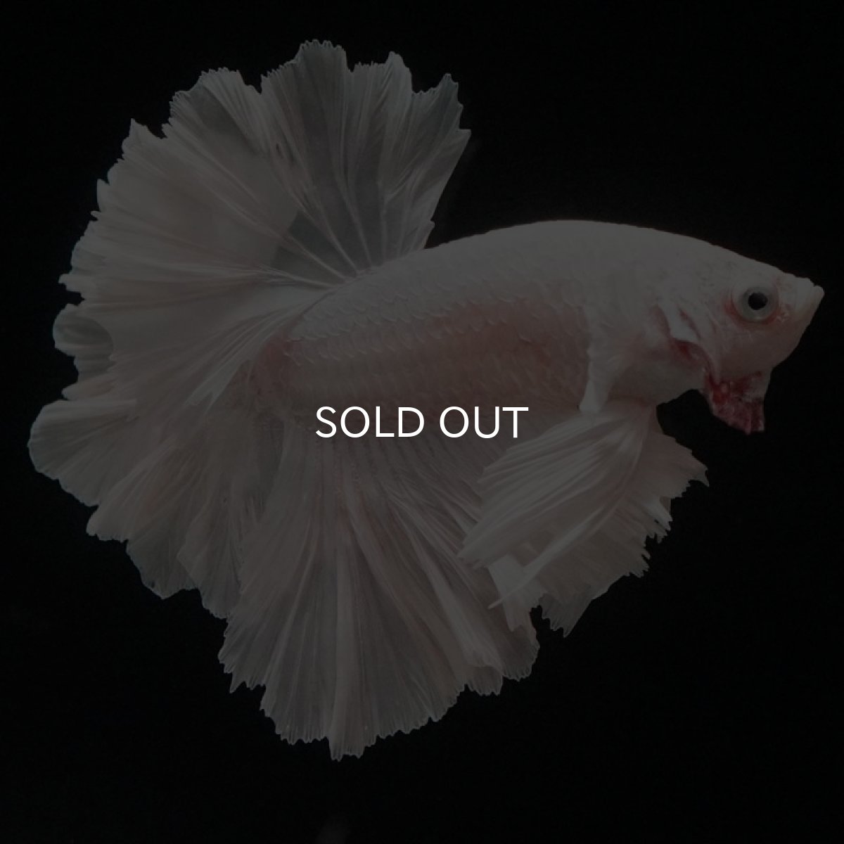 画像7: HM ホワイト ローズテール (7)