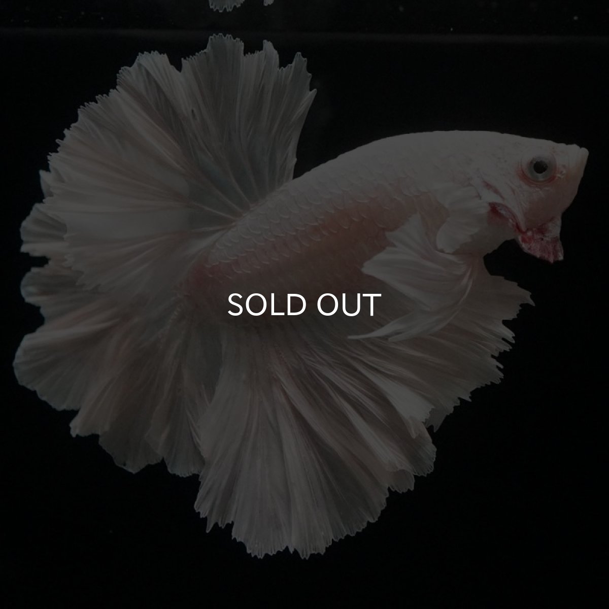 画像9: HM ホワイト ローズテール (9)