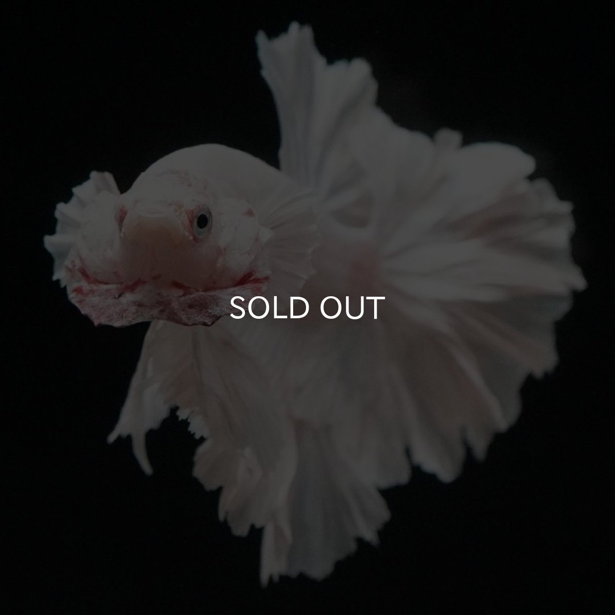 画像2: HM ホワイト ローズテール (2)