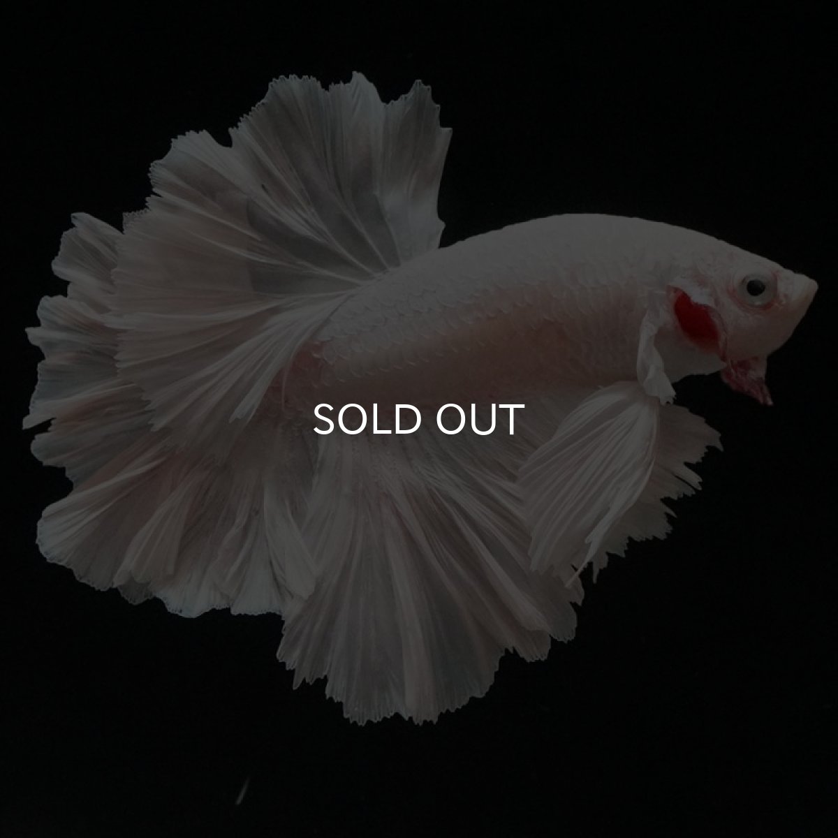 画像4: HM ホワイト ローズテール (4)