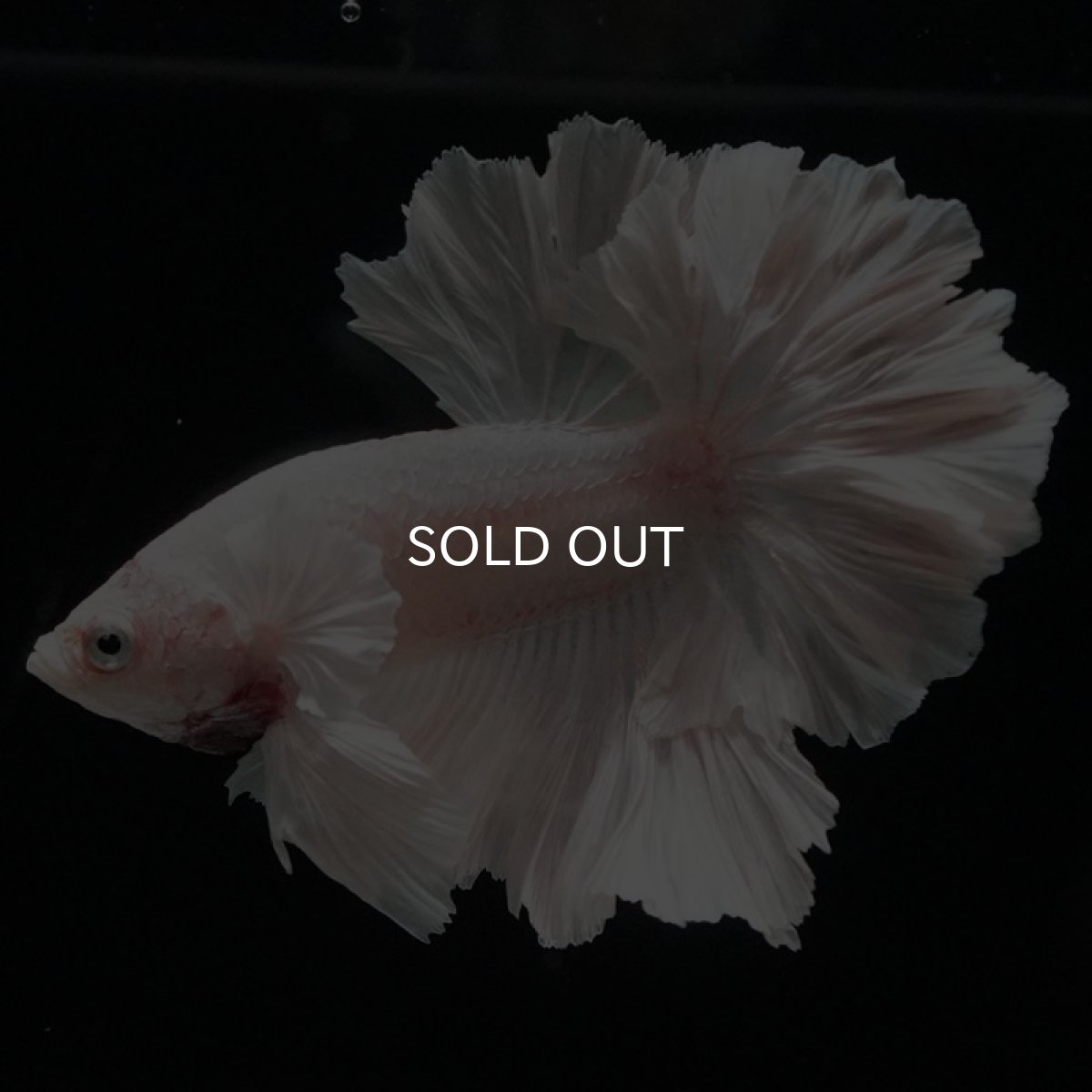 画像8: HM ホワイト ローズテール (8)