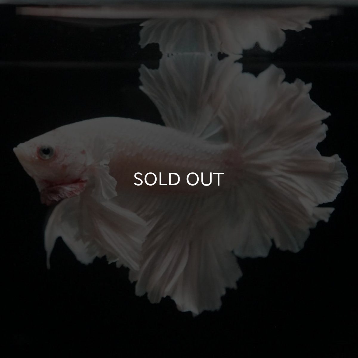 画像3: HM ホワイト ローズテール (3)