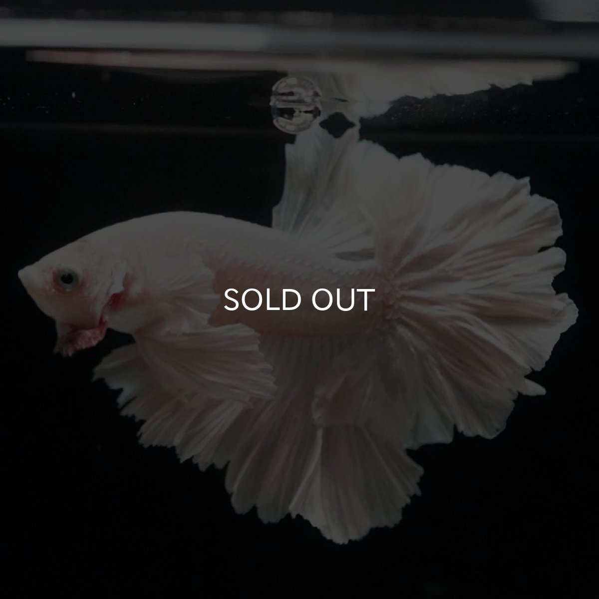 画像6: HM ホワイト ローズテール (6)