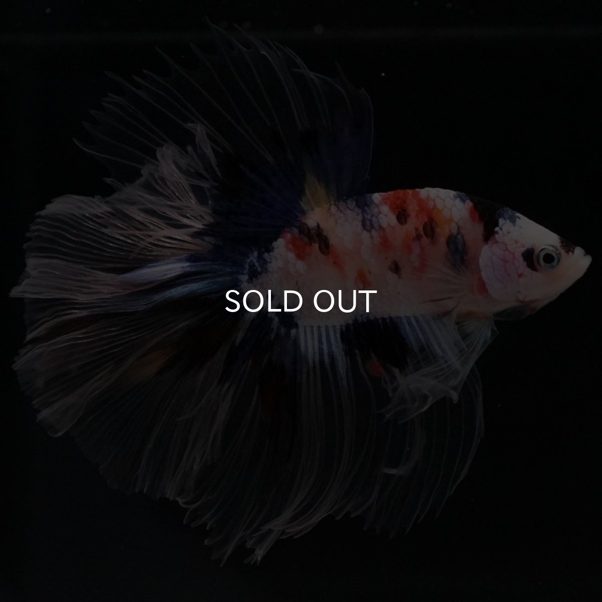 画像2: HM ファンシー クリアフィン (2)